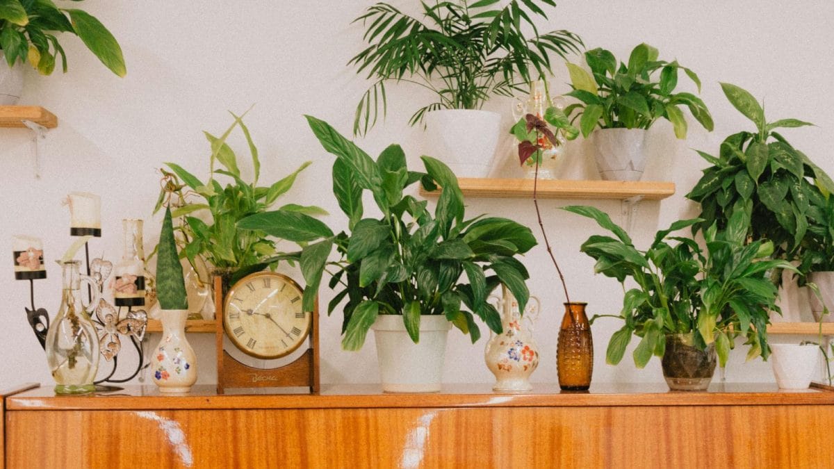 Green Chill: 8 Houseplants That Naturally Lower Indoor Temperatures
