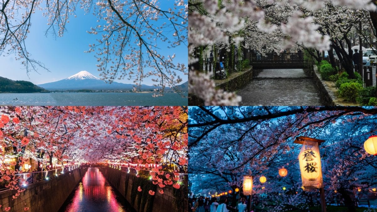 Walking Through Japan's Sakura Magic: A Personal Photo Tale