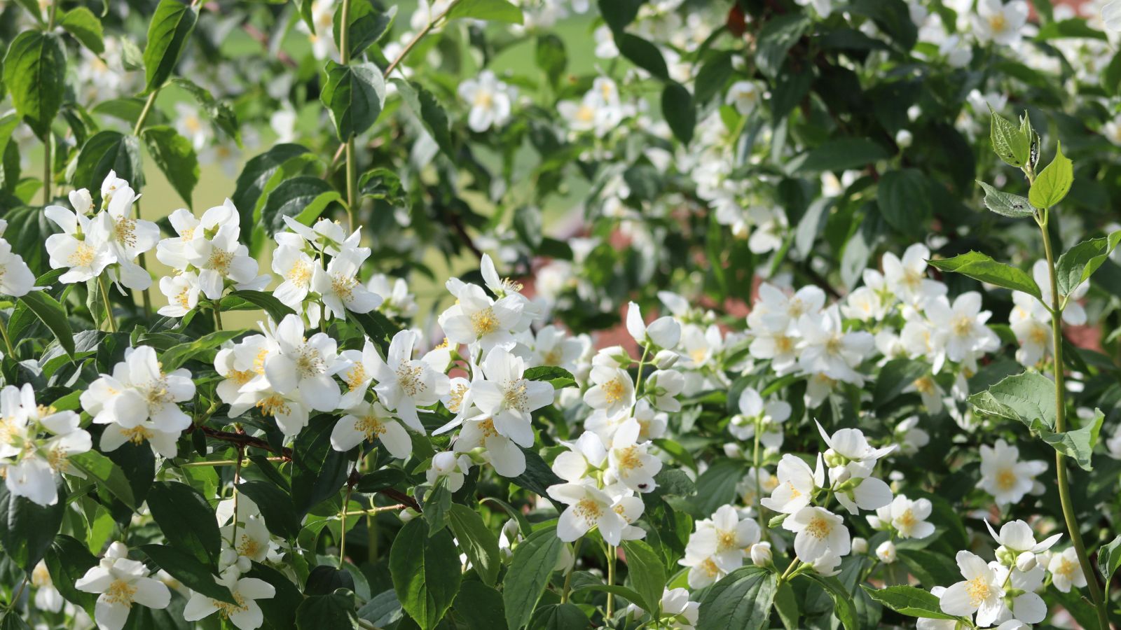 Jasmine (Climbing varieties): Climbing Jasmine offers fragrant blooms along with thick foliage that helps block sunlight and reduce heat, making balconies cooler, while its pleasant scent enhances the environment, creating a refreshing and calming outdoor space during hot summer days.