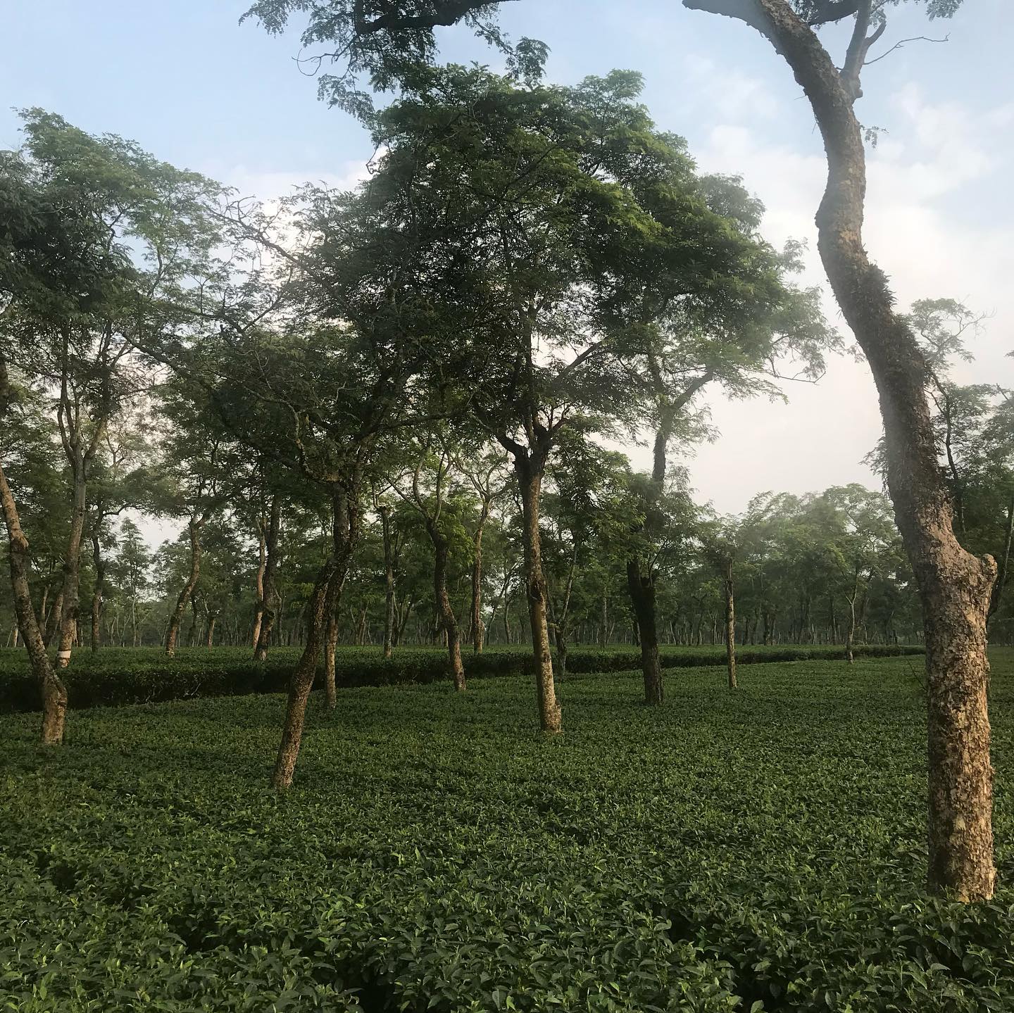 After PM Modi’s Manohari Visit, A Look At Assam’s Most Iconic Tea Estates