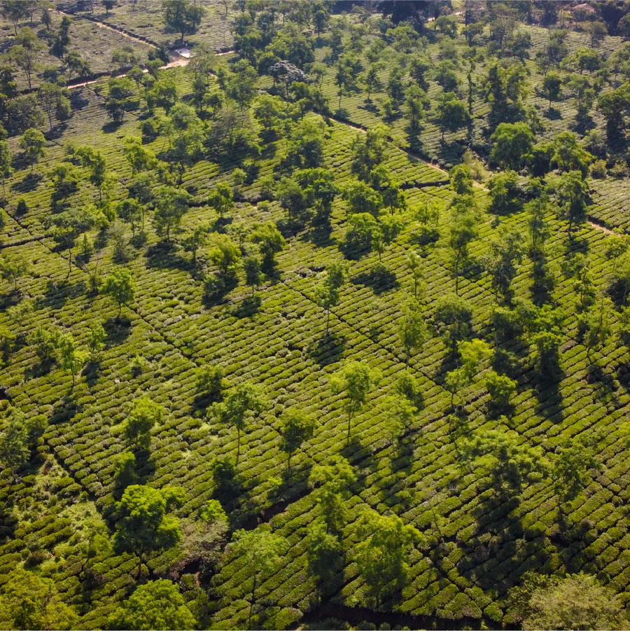 After PM Modi’s Manohari Visit, A Look At Assam’s Most Iconic Tea Estates