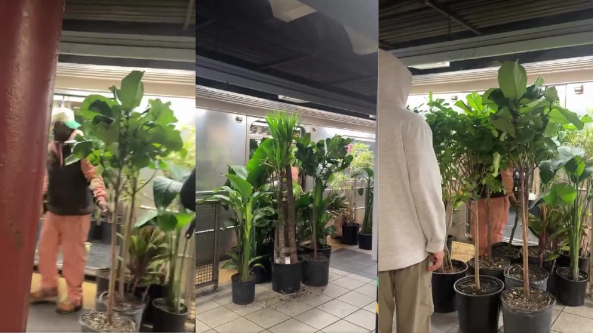 Mystery Passenger Transforms Subway Car Into Mobile Garden, Netizens Demand Answers