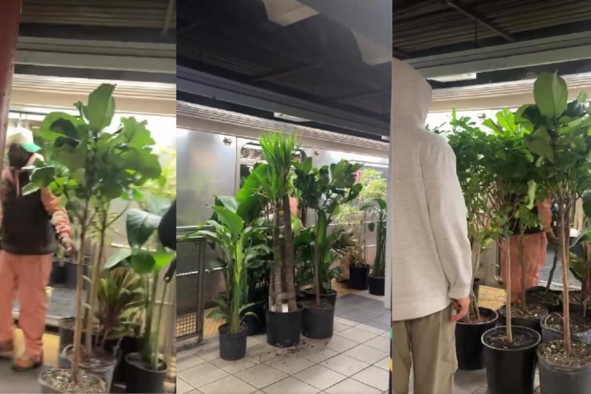 Man Unloads Dozens Of Plants From Subway Train, Internet Baffled 'How Did He Carry Them All?'