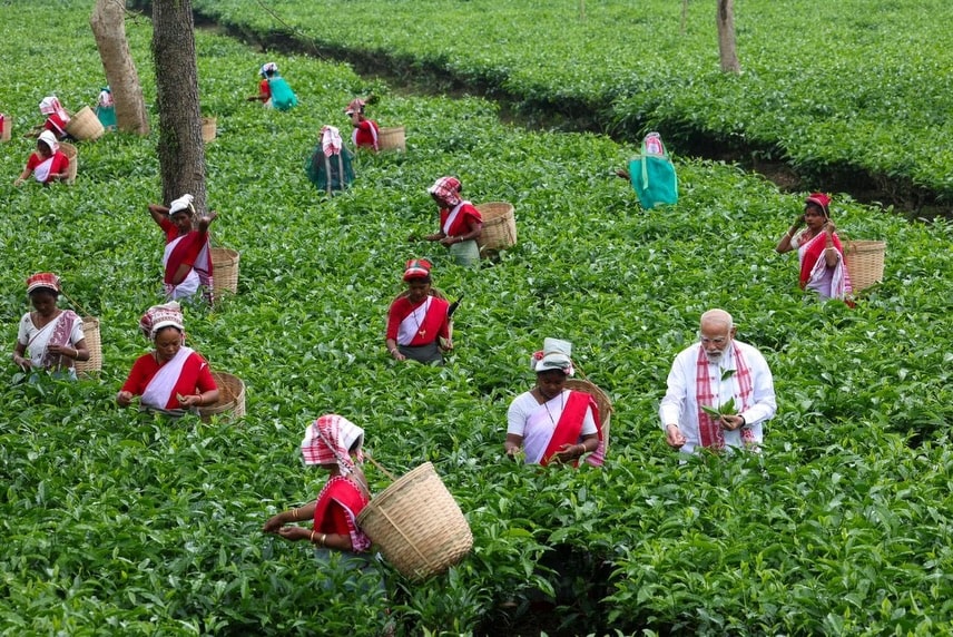 After PM Modi’s Manohari Visit, A Look At Assam’s Most Iconic Tea Estates