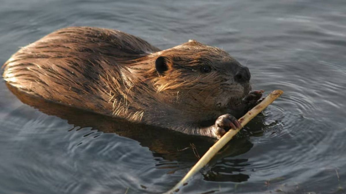Beaver Builders: How Nature’s Tiny Engineers Shape Our Rivers