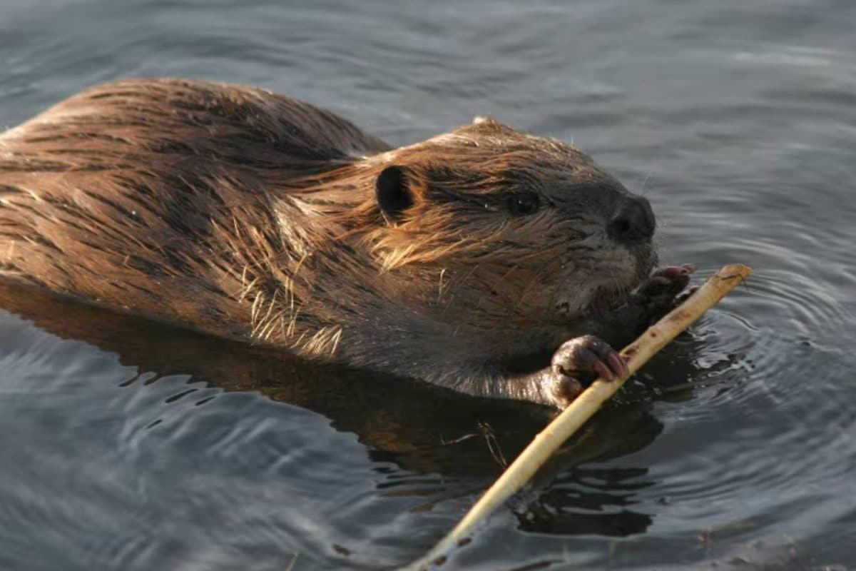 GK: Which Animal Is Regarded As Nature's Most Powerful Engineers?