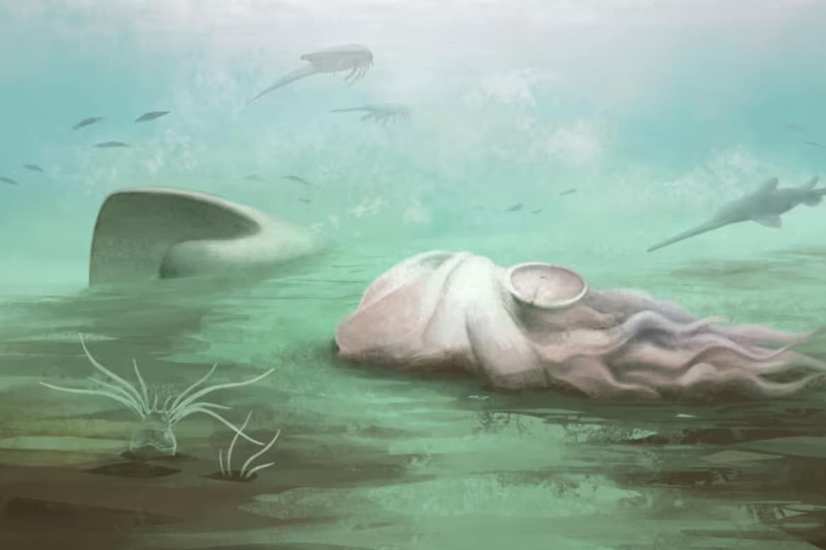 Why Is A 300-Million-Year-Old 'Octopus' Trending? The Fossil Everyone Got Wrong For Decades
