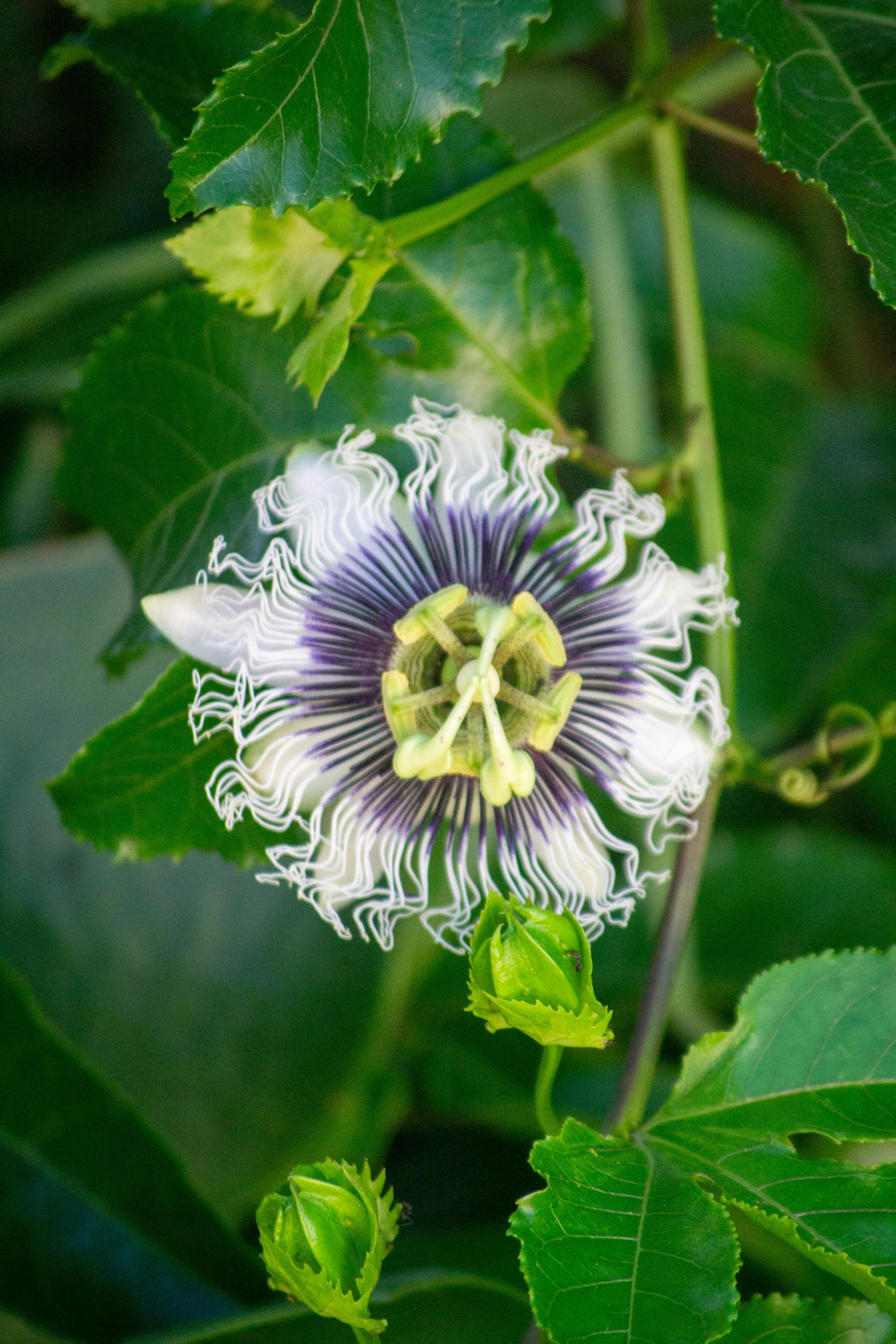Passion Flower Vine: Passion Flower Vine grows rapidly and produces lush foliage that creates a cooling canopy over balconies, minimizing heat penetration, and its exotic flowers add visual appeal while the dense leaves act as a natural barrier against harsh summer sunlight.