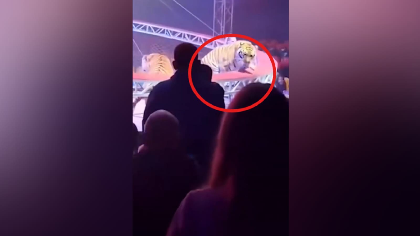 Circus Tiger Leaps Into Crowd In Russia; ‘Remain Calm Or You’ll Make It Worse,’ Trainer Says