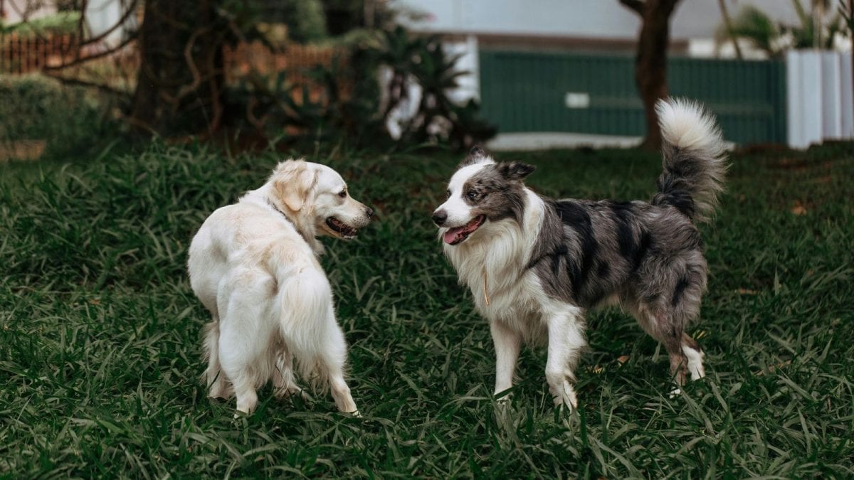 Can a Simple Pill Give Your Dog Extra Years? Net Buzzes Over New Longevity Drug