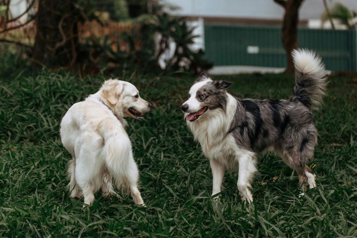 'Might Work With Humans': Internet Reacts As Scientists Develop Pill That Could Make Dogs Live Longer