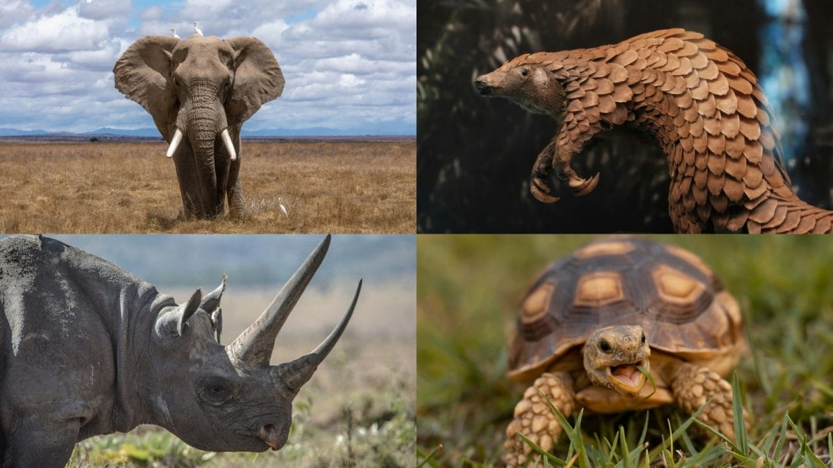 From Chennai Airport to Global Crime: My Close‑up on the World's Top Smuggled Animals