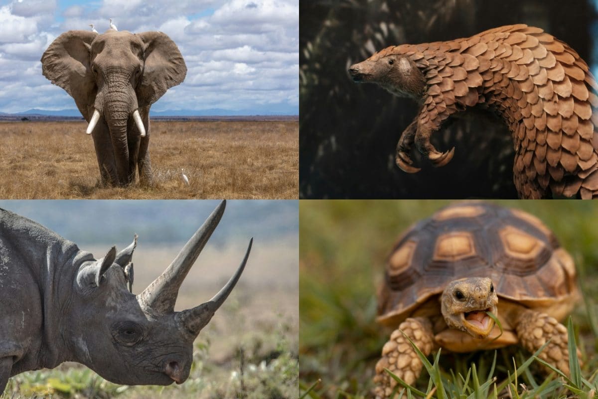 10 Most Smuggled Animals In The World - #4 Will Shock You