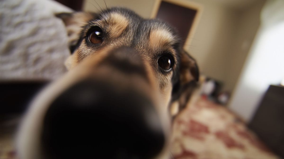 Italian City Orders Dog Owners To Wash Away Pet Urine Or Face Rs 55,000 Fine