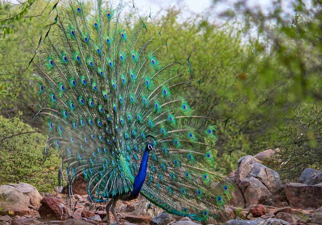 The revival of the river has increased greenery, wildlife, and crop production in the region. At present, deer, peacocks, and other species thrive in lush areas around the riverbanks.