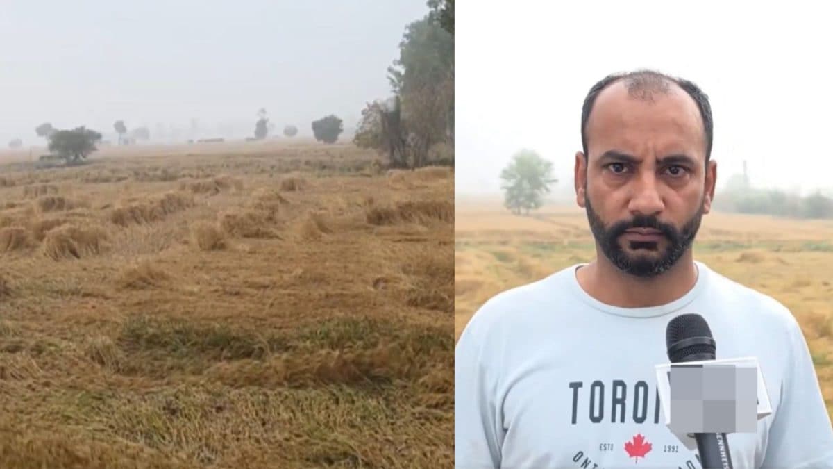 Unseasonal Rain, Hailstorm Damage Rabi Crops In Several States; Farmers Seek Compensation