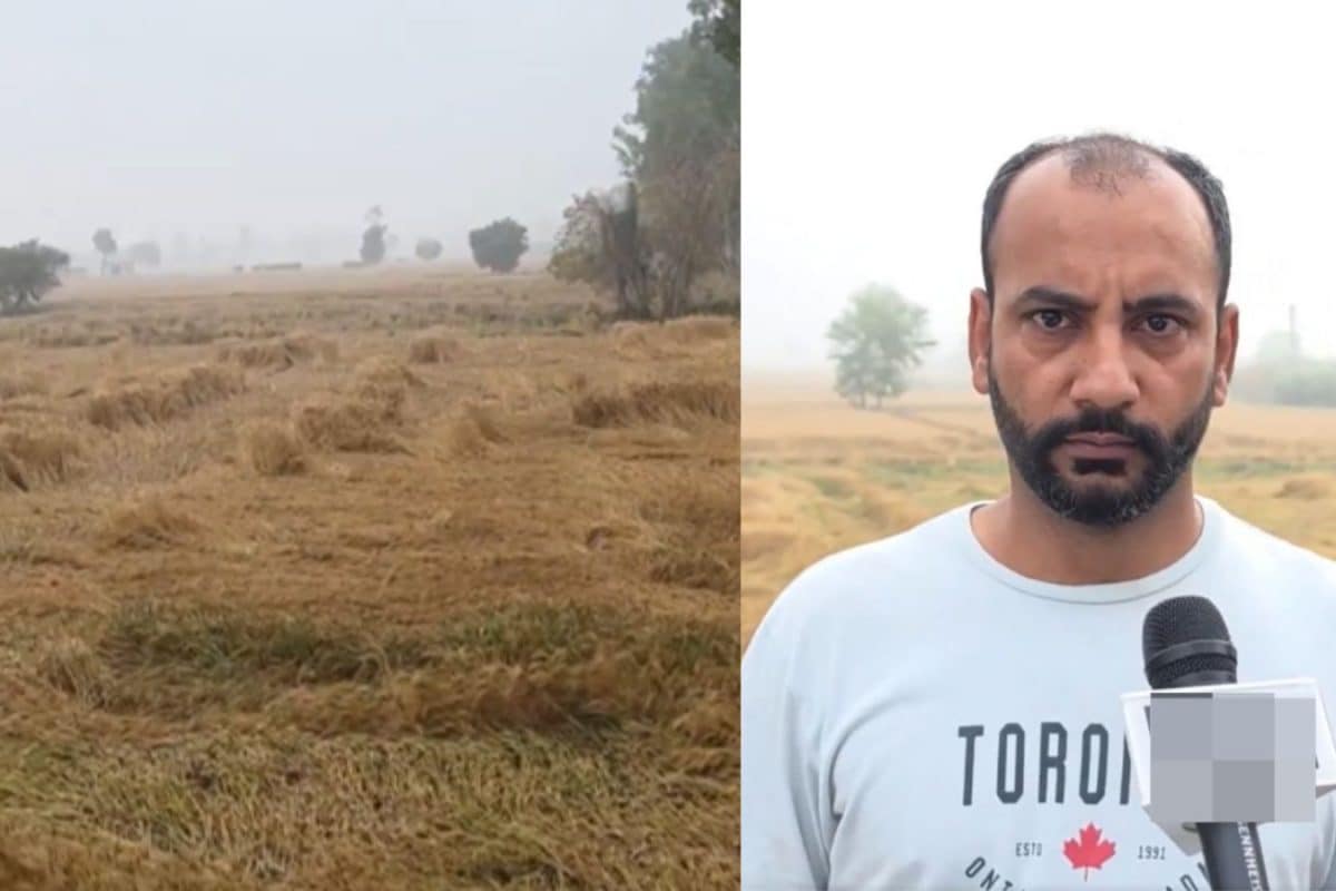 Unseasonal Rain, Hailstorm Damage Rabi Crops In Several States; Farmers Seek Compensation