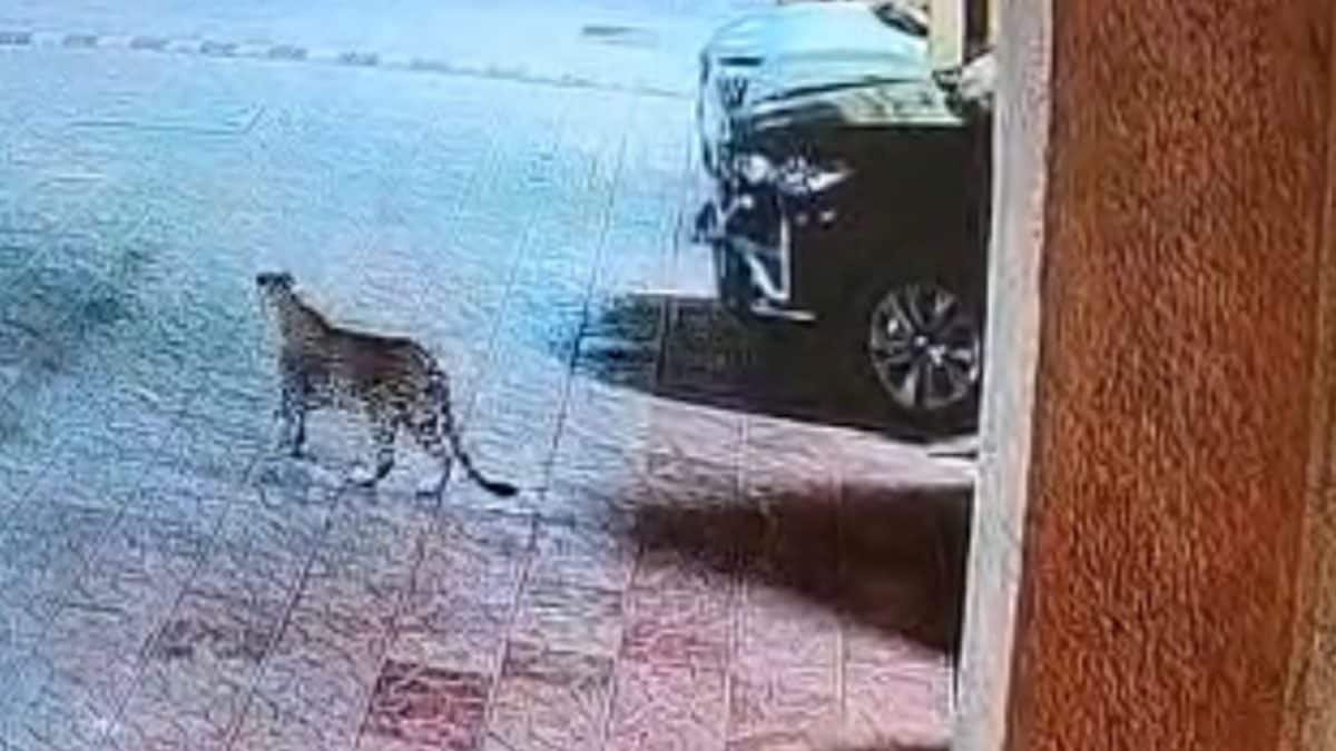 Leopard Spotted Inside Residential Society In Malad East, Residents Panic | Video