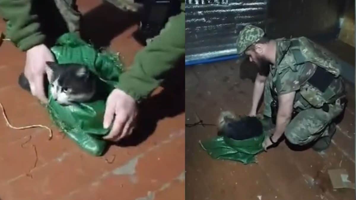 Meet Barsik The Cat And Zagybluk The Dog, Rescued By Drone From Ukraine’s Front Line | Photos