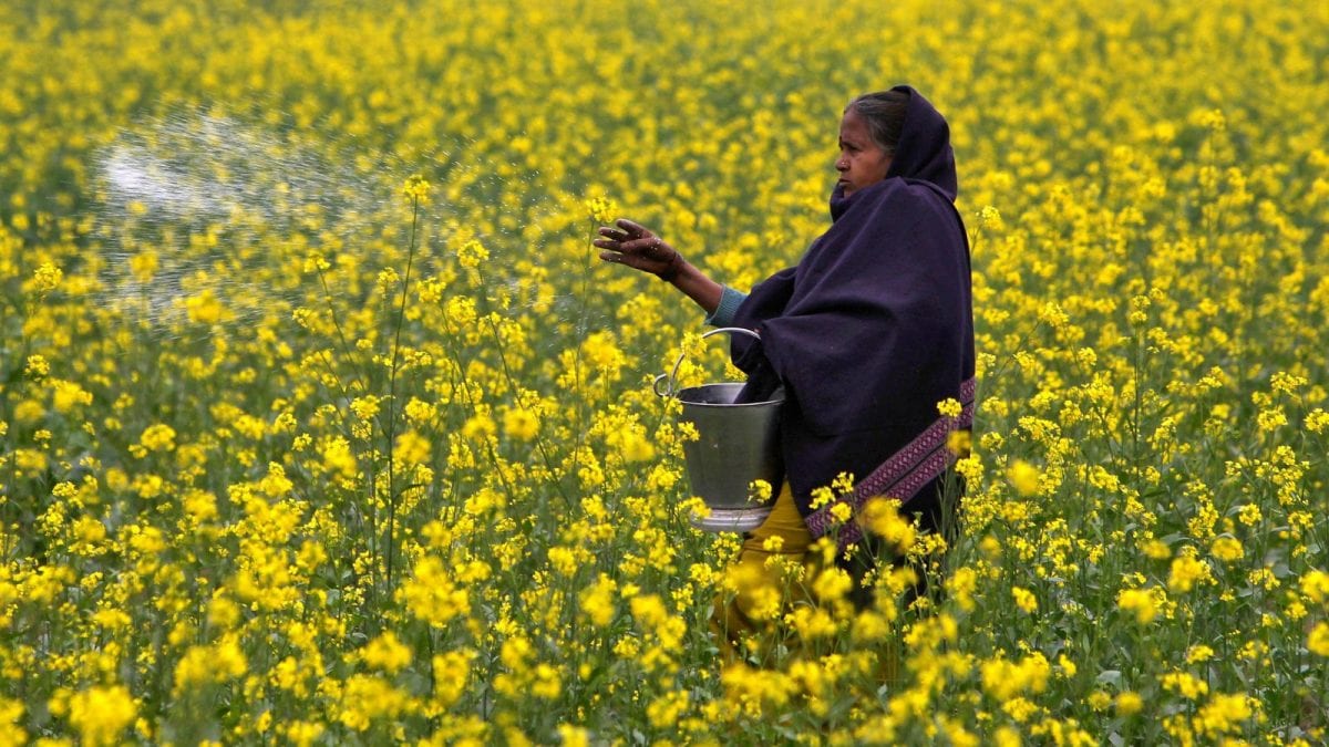 India's Annual Fertiliser Subsidy Bill To Rise By 20%: How Does This Affect Farmers, Kharif Crop?