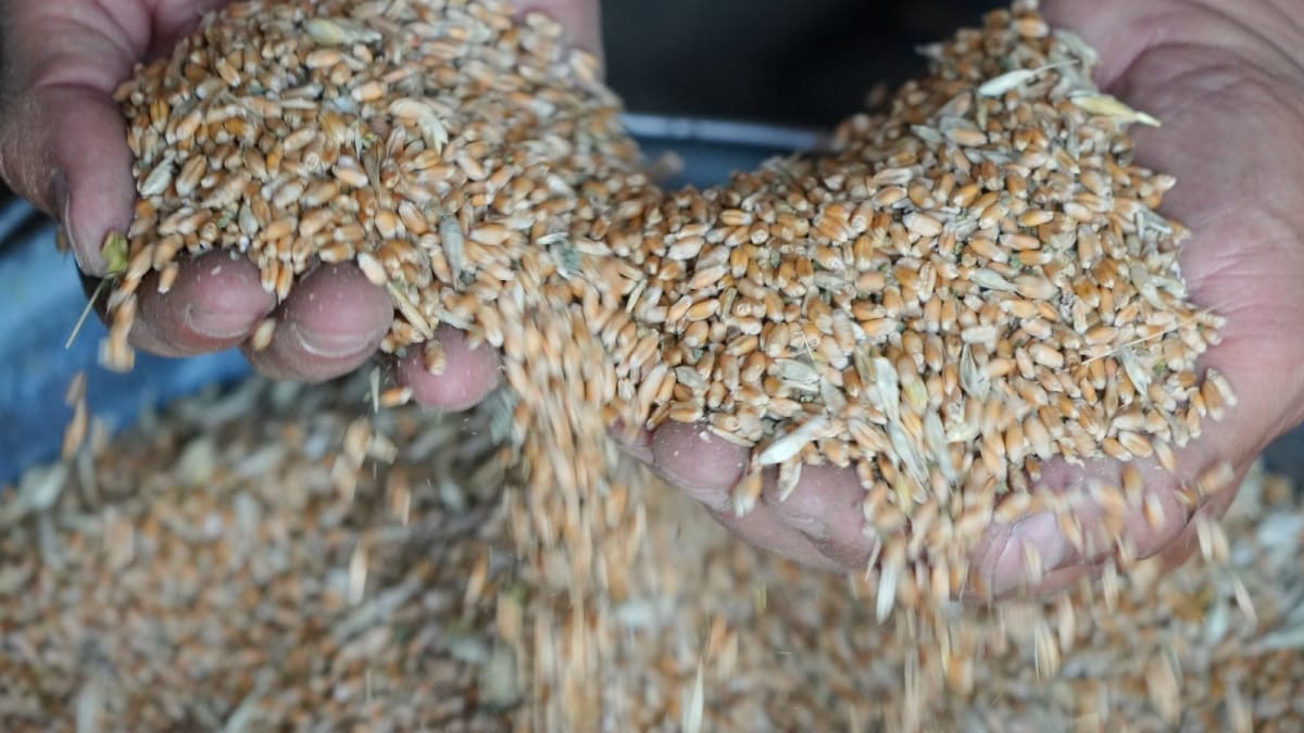 'Cannot Be Legitimate Business': Ukraine Criticises Israel For Buying 'Stolen' Grain from Russia