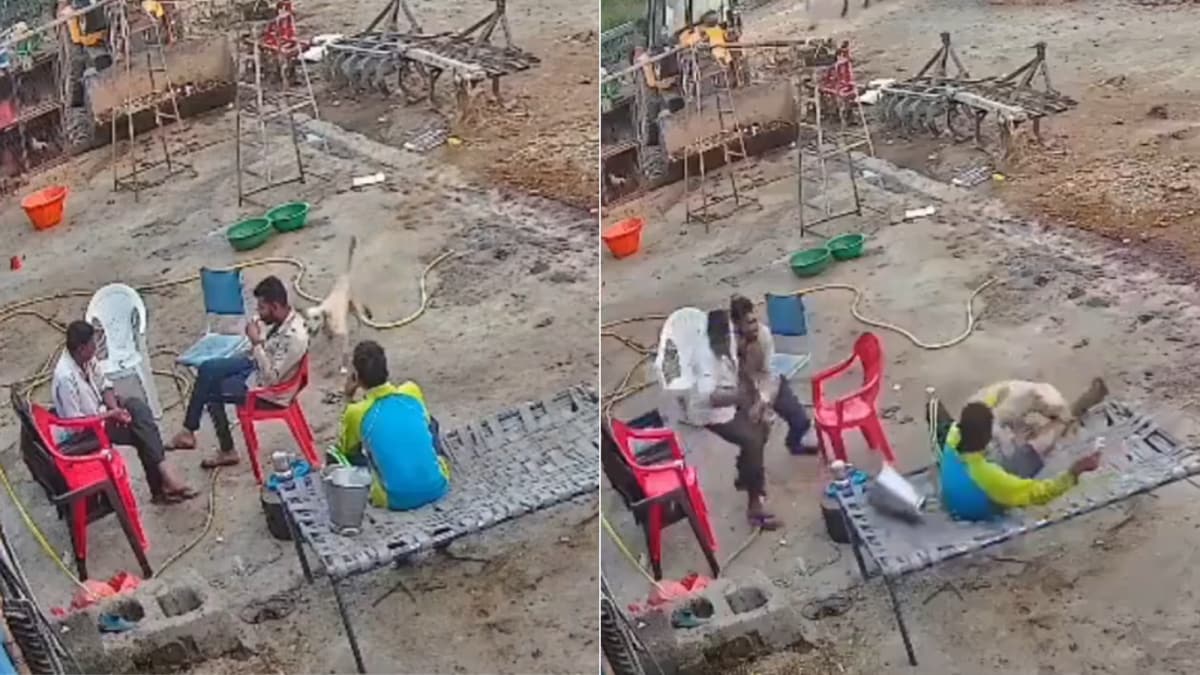 Terrifying Dog Rampage Captured on CCTV Ignites Rabies Fears Across Social Media