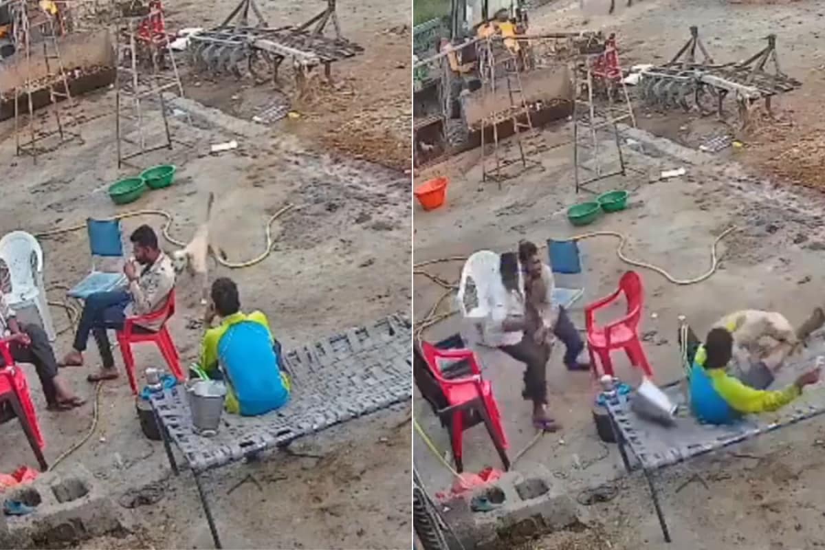 Dog Attacks Multiple People Within 30 Seconds, Viral Video Sparks Panic: 'He Has Rabies For Sure'