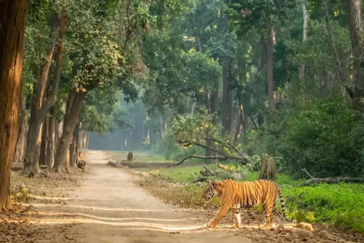 Delhi-Dehradun Expressway Has A Wildlife Corridor, Here Are More Across India