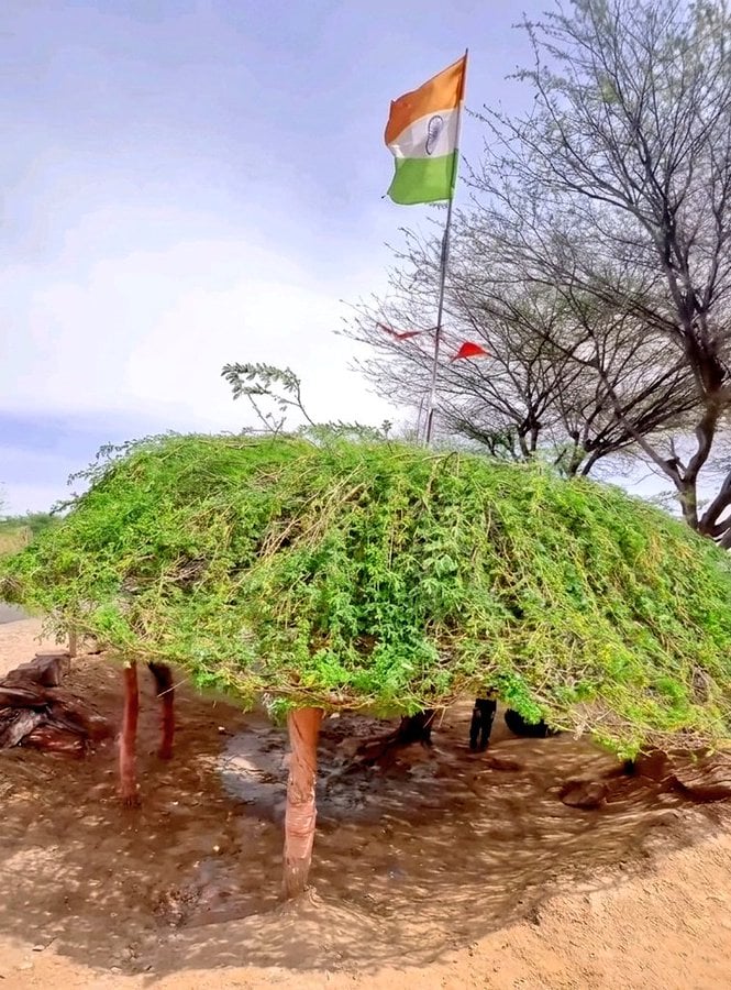  The tree is commonly found in arid regions of Rajasthan, Haryana, Punjab, Maharashtra and Gujarat. In Rajasthan, it forms a dominant part of the vegetation of Jodhpur, Barmer, Bikaner, Jaisalmer, Churu, Jhunjhunu and Nagaur. The tree has several medicinal benefits. 