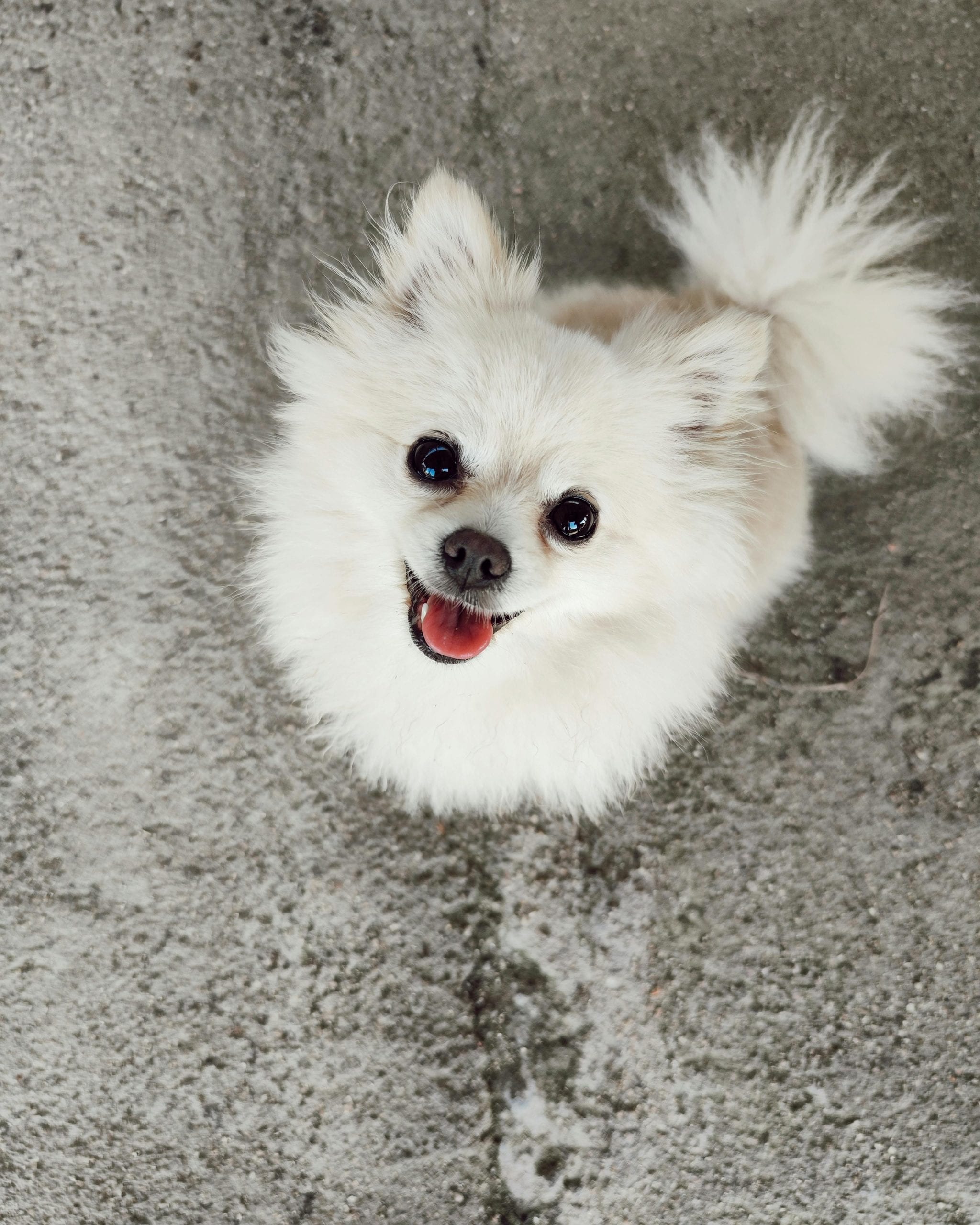 Pomeranian: Pomeranians are gentle, fox-like toy dogs with lively personalities. They are smart, playful, and surprisingly confident for their size. Their thick, double coat requires regular grooming, but their affectionate and lively nature makes them a favorite with city dwellers and families alike.
