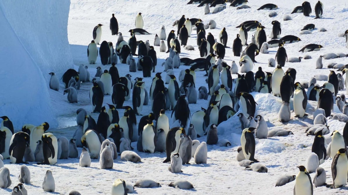 Why the Emperor Penguin’s Plight Should Hit Home for Every Indian