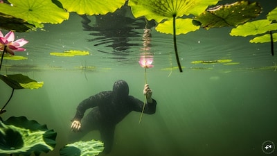 In a desperate bid to evade arrest, the thief jumped into a moss-covered pond and remained submerged for hours, reportedly breathing through a lotus stem to avoid detection. (AI Generated)