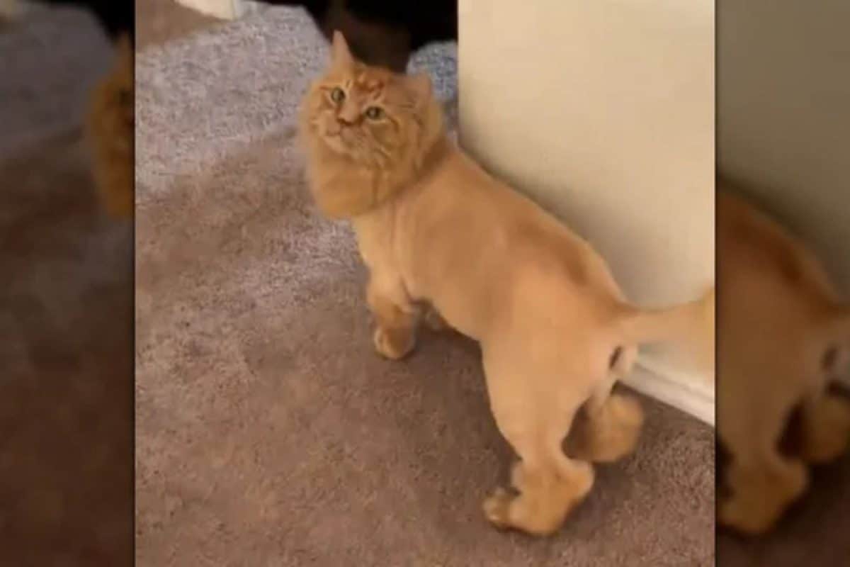 “Lion or Cat?” Orange Kitty Mario Goes Viral After Dramatic Grooming Transformation