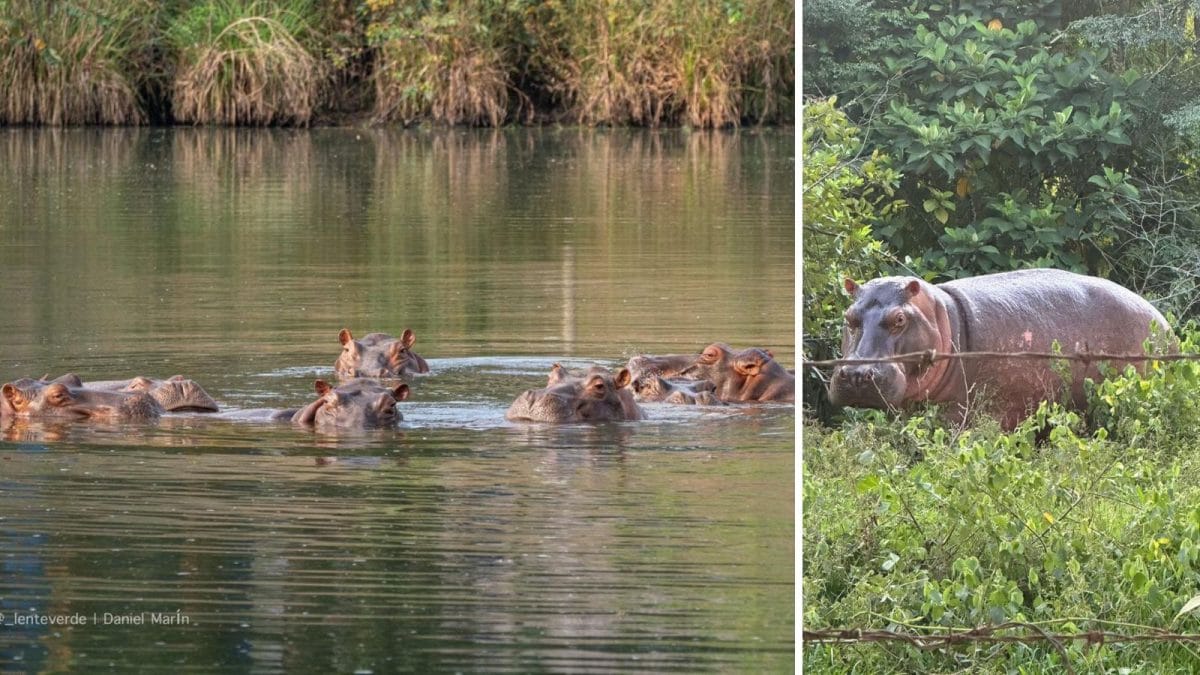Anant Ambani Urges Colombia To Save 80 Hippos From Death, Offers Lifelong Home At Vantara