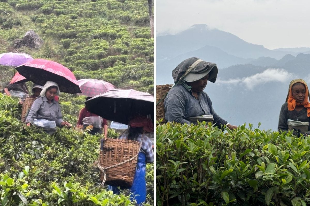 Inside North Bengal’s Tea Gardens Ahead Of Polls: Low Wages, Poor Living Conditions & Unheard Voices