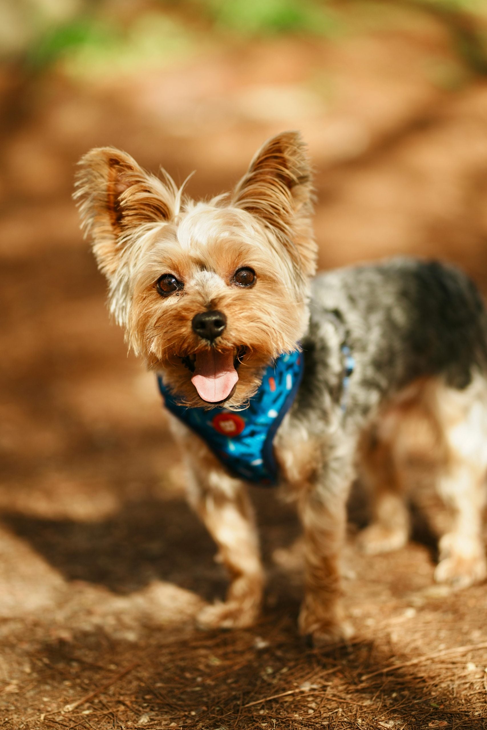 Yorkshire Terrier: Yorkshire Terriers are elegant little dogs with silky coats and a lively temperament. They are affectionate, brave and highly adaptable to apartment life. Despite their delicate appearance, they are active and require daily play and mental stimulation to stay happy.