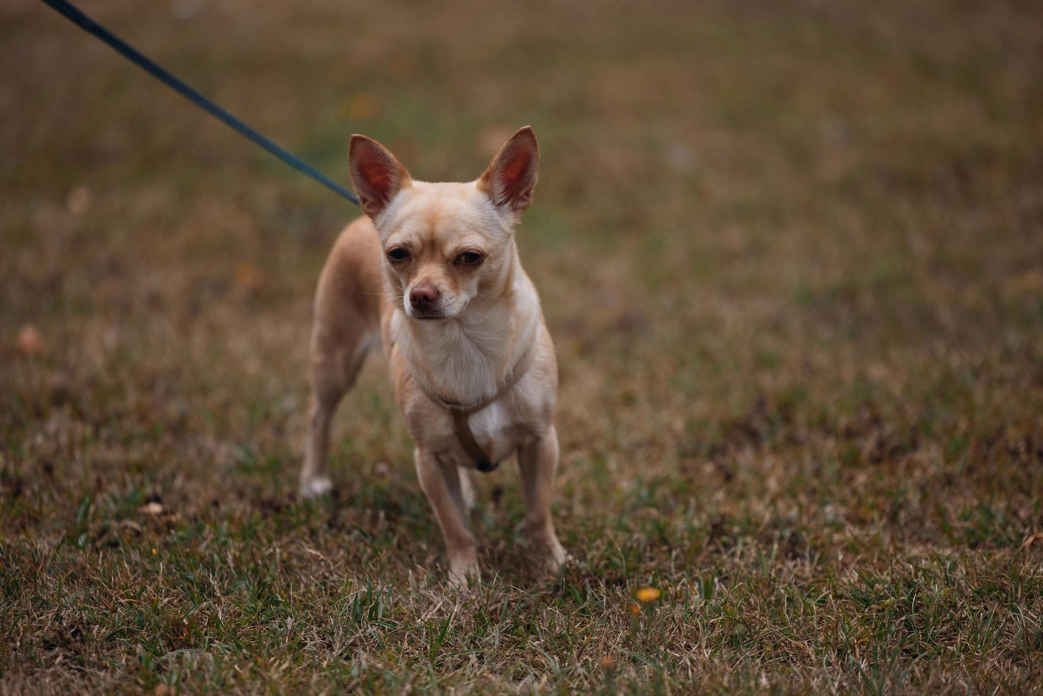 Chihuahua: Chihuahuas are one of the smallest dog breeds, and are known for their bold personality and loyal nature. Despite their small size, they are alert and lively, and make excellent watchdogs. They bond closely with owners and thrive in apartments with minimal space requirements.