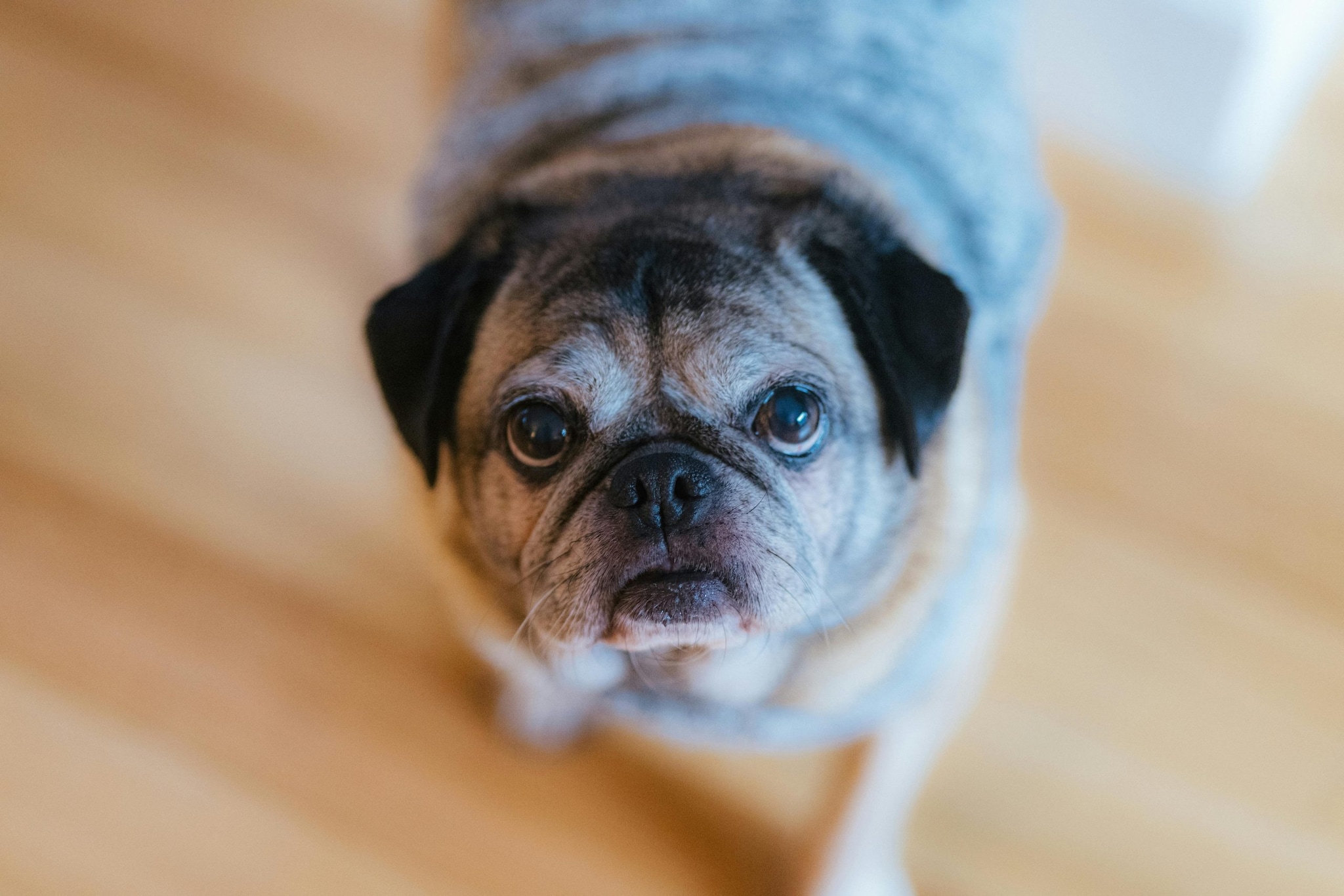 Pugs: Pugs are small, charming dogs known for their wrinkled faces and expressive eyes. They are affectionate, sociable, and love being around people. They are low maintenance in terms of exercise, are ideal for indoor living and form strong emotional bonds with their families.