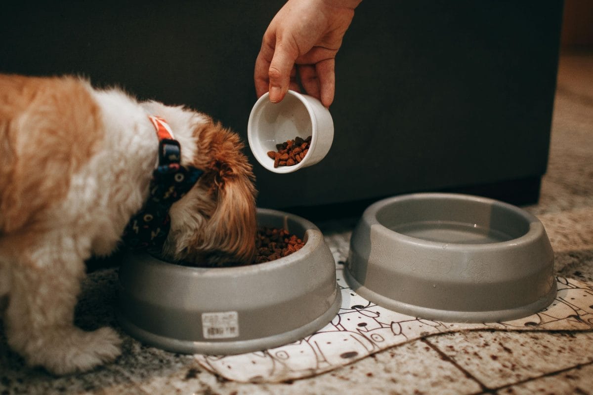 Pet Parent Diaries: 5 Ways Dog Food Can Trigger Hidden Allergies In Your Pet