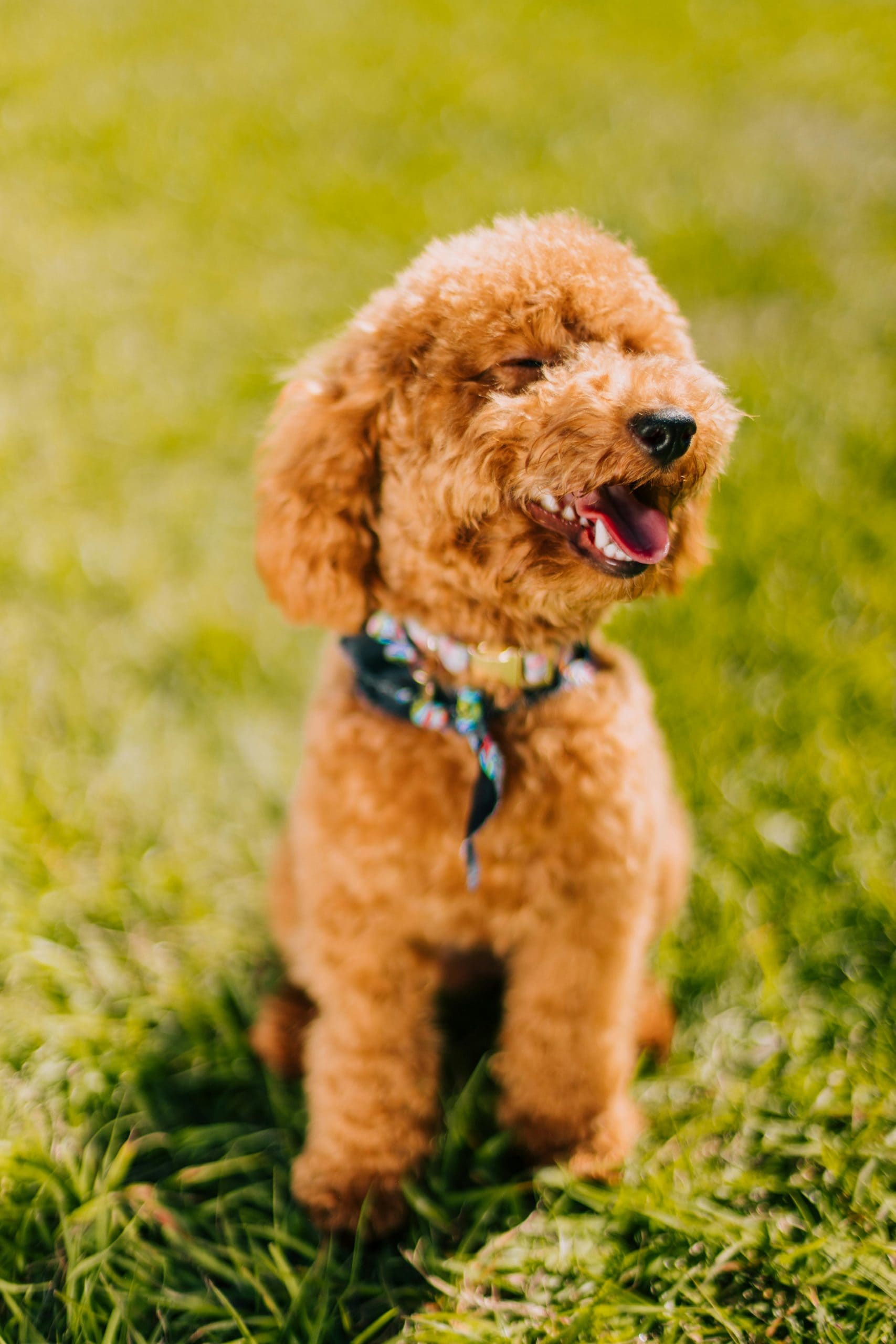 Toy Poodles: Toy Poodles are intelligent, elegant, and highly trainable dogs. It is hypoallergenic, making it suitable for allergy sufferers. Despite their small size, they are active and enjoy mental challenges, training and companionship, and thrive in both apartments and family homes.