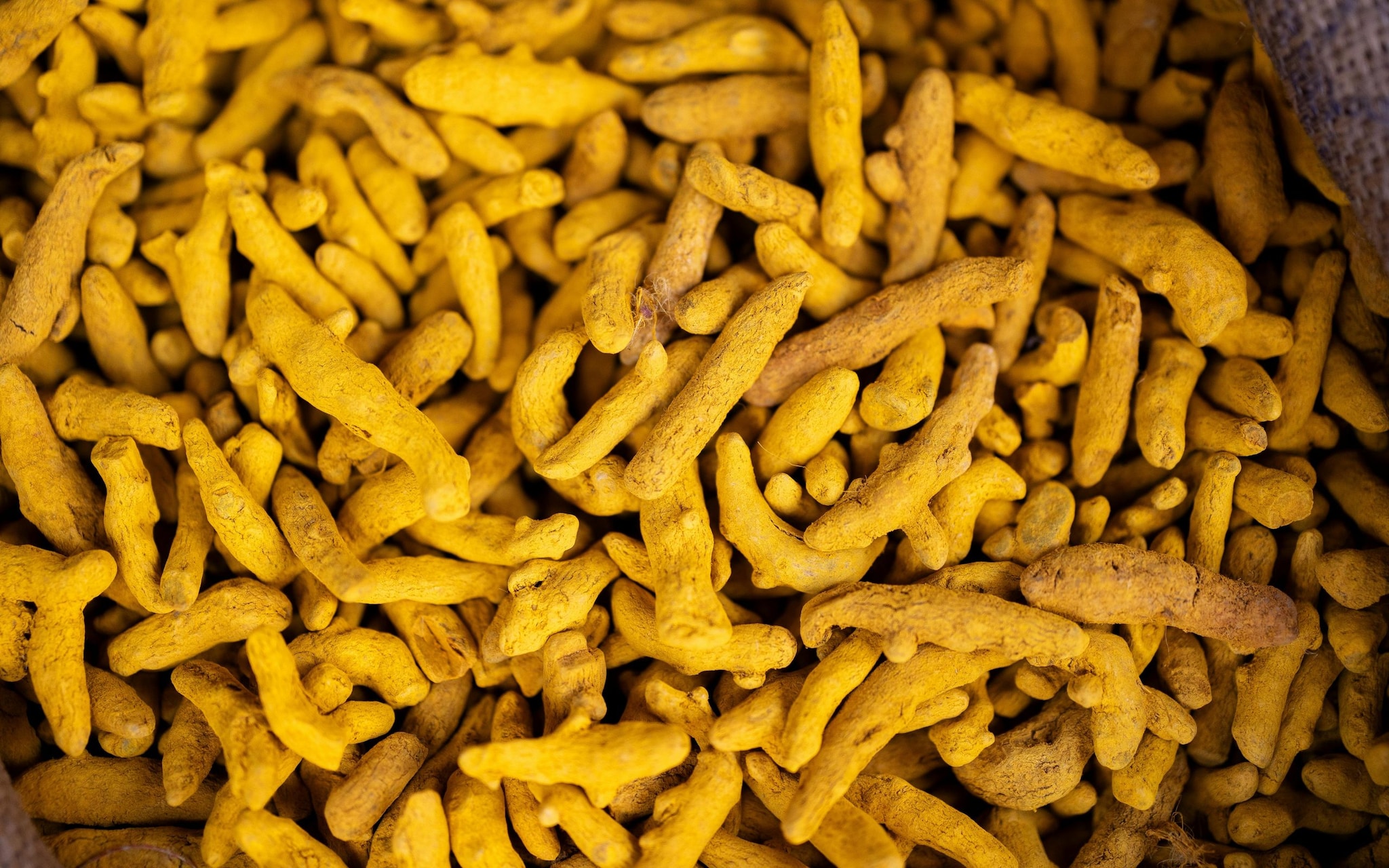 Additionally, Erode turmeric has received the prestigious Geographical Indication (GI) Tag from the Government of India. This certification acts as a mark of authenticity, confirming that the spice originates from a specific region and carries its unique qualities. The GI status further strengthens its reputation in global markets and adds significant value to its export potential.