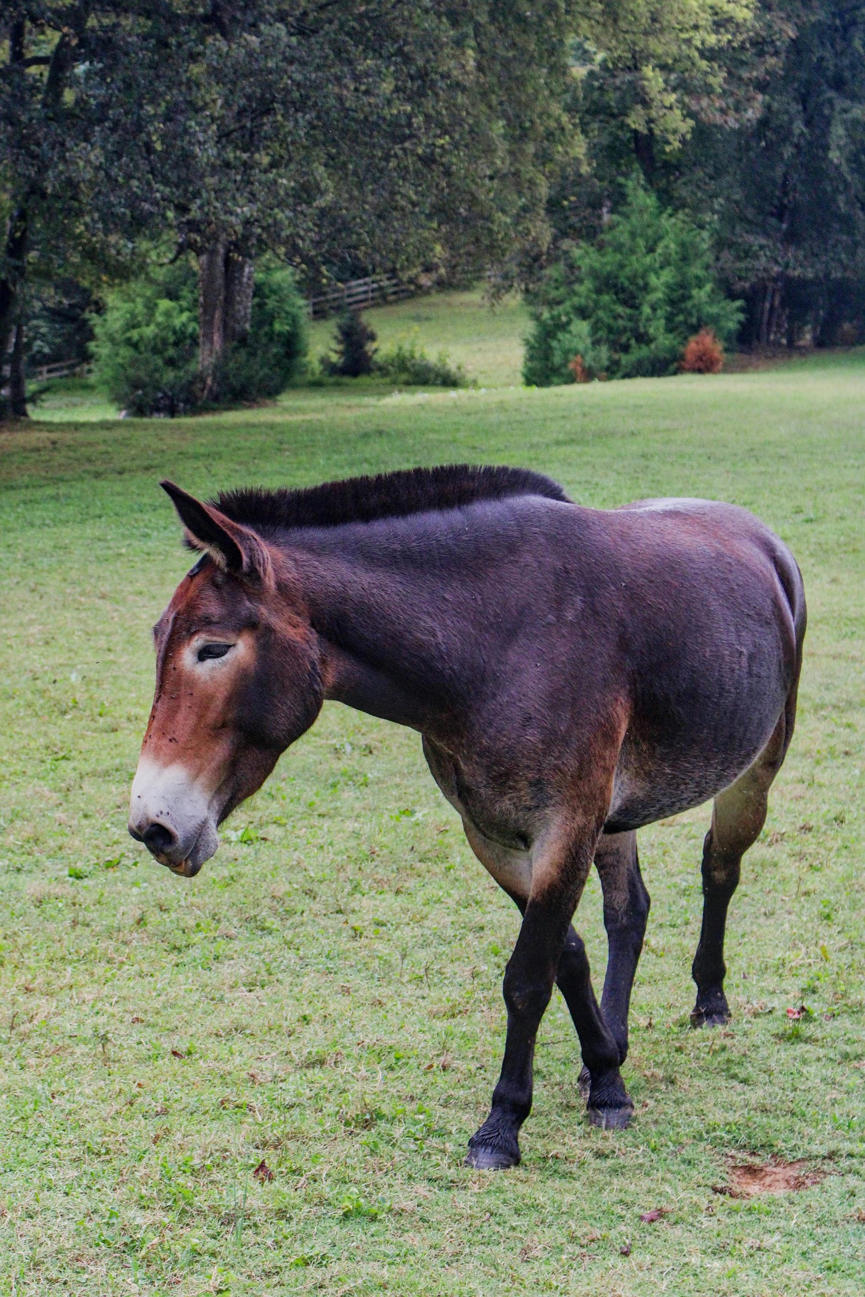 Man-made animals you won't believe are real