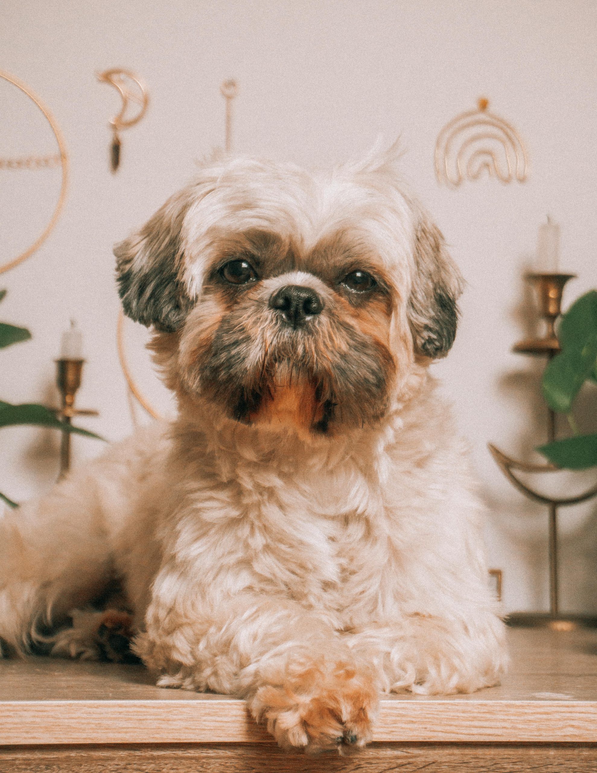 Shih Tzu: Shih Tzus are small, sturdy dogs bred for companionship, and are known for their luxurious coats and friendly nature. They are calm, affectionate and adapt well to indoor life. Regular care is needed, but their lovable personality makes them excellent family pets.