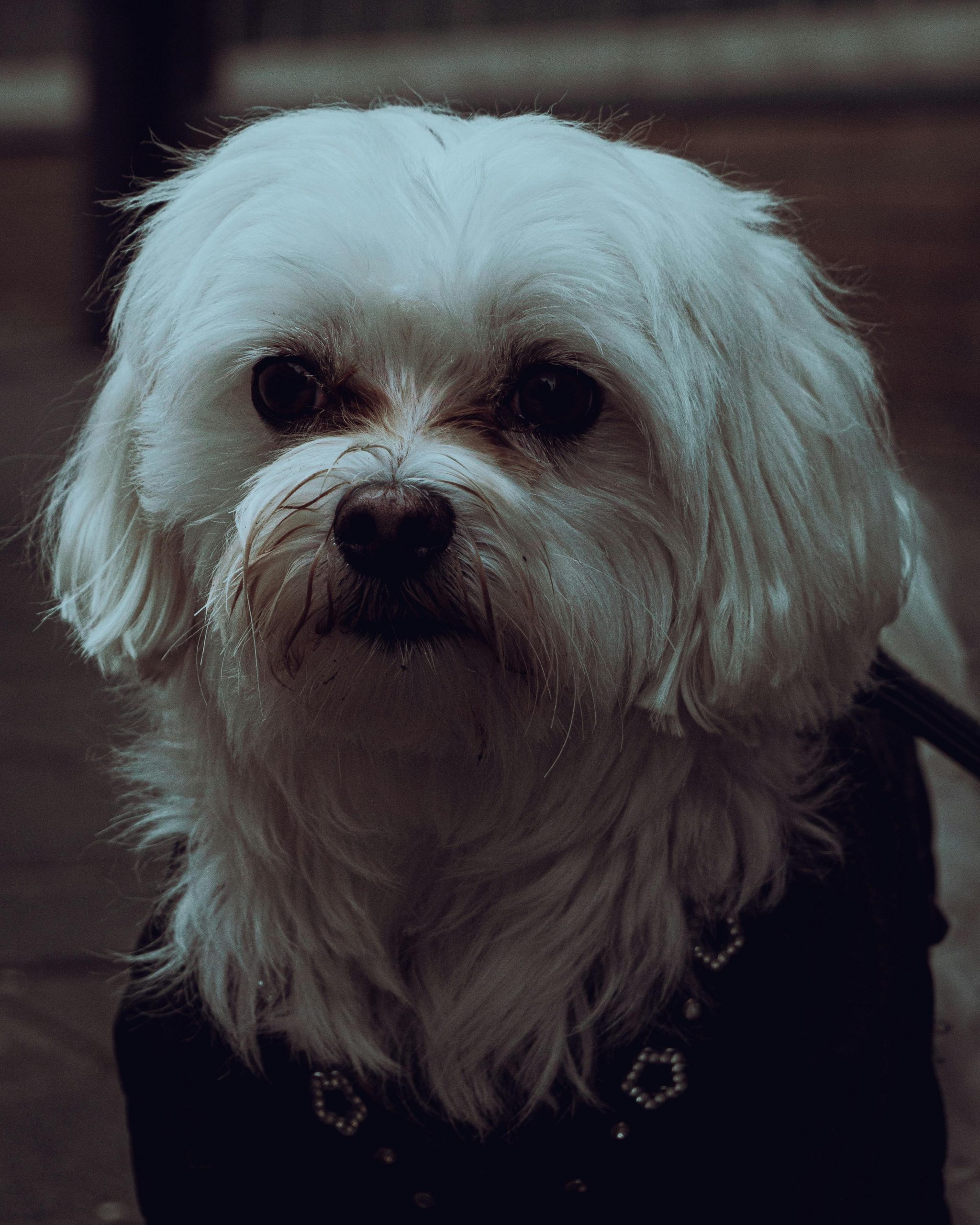 Maltese: Maltese dogs are gentle, toy-sized companions, with long, silky white coats. They are affectionate, playful, and thrive on human attention. Their calm temperament makes them ideal dogs, particularly suitable for apartments and individuals looking for a loving, low-shedding pet.