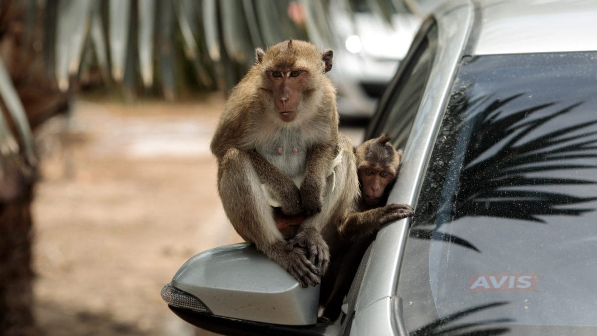 US Navy Sailor Bound For Hormuz Minesweeping Mission Pulled After Monkey Attack: Report