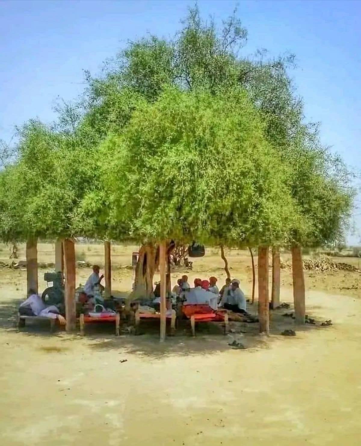  As per a report published in the International Journal of Pharmaceutical, Chemical and Biological Sciences, Salvadora oleoides is an oil-yielding medicinal and multipurpose trees that belongs to the family of Salvadoraceae. 