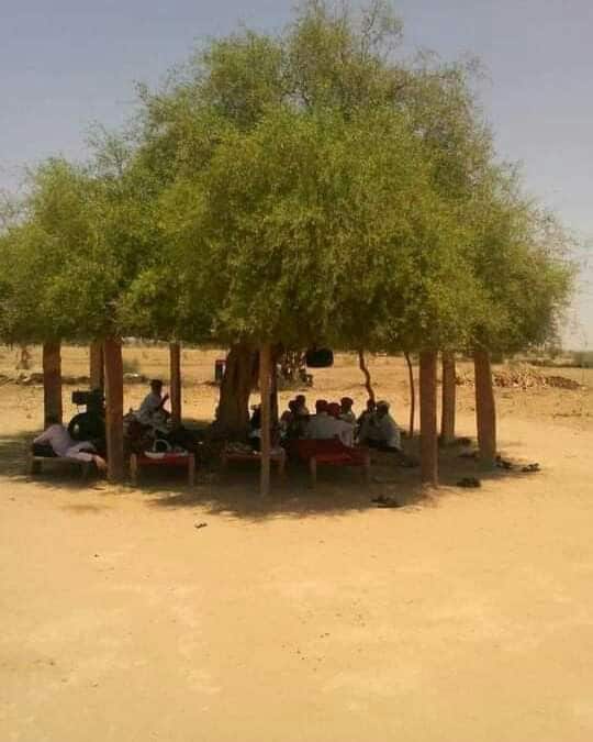  Reportedly, in the rural areas of western Rajasthan, people find respite from the blazing sun by sitting under the dense and evergreen canopy of mithi jai tor peelu rees, scientifically known as Salvadora oleoides. 