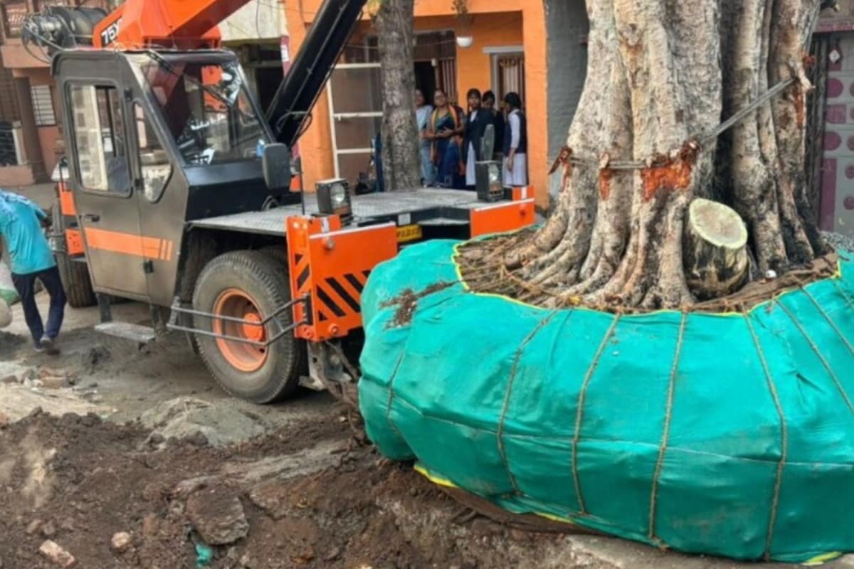 Only 57% Trees Survived Central Vista Transplantation, Govt Tells Lok Sabha