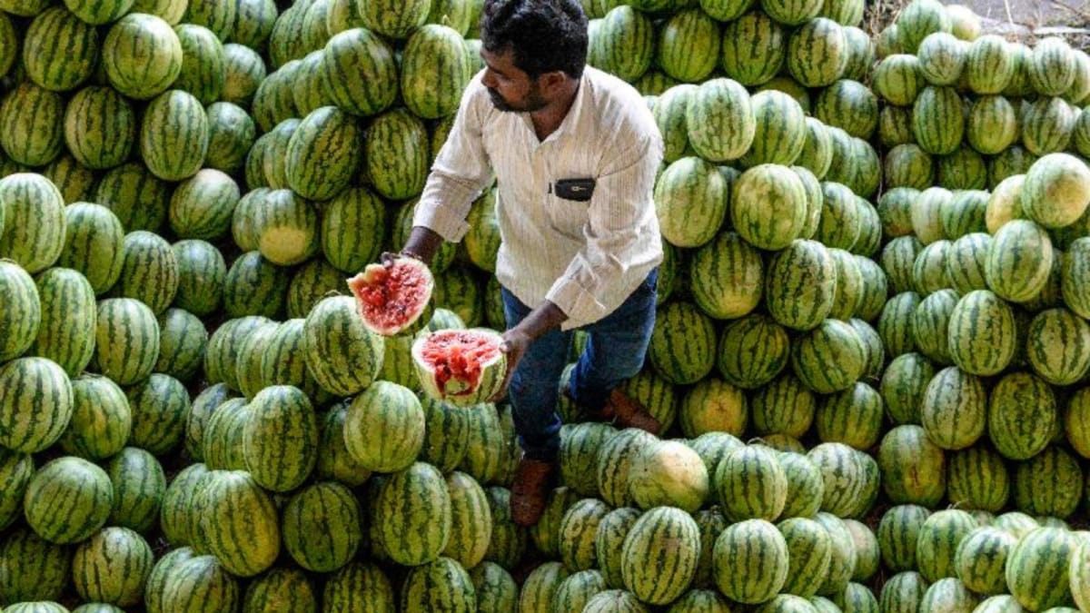 Watermelon Is Selling For Rs 5 Per KG. The Reason Will Make You Think Twice Before Buying