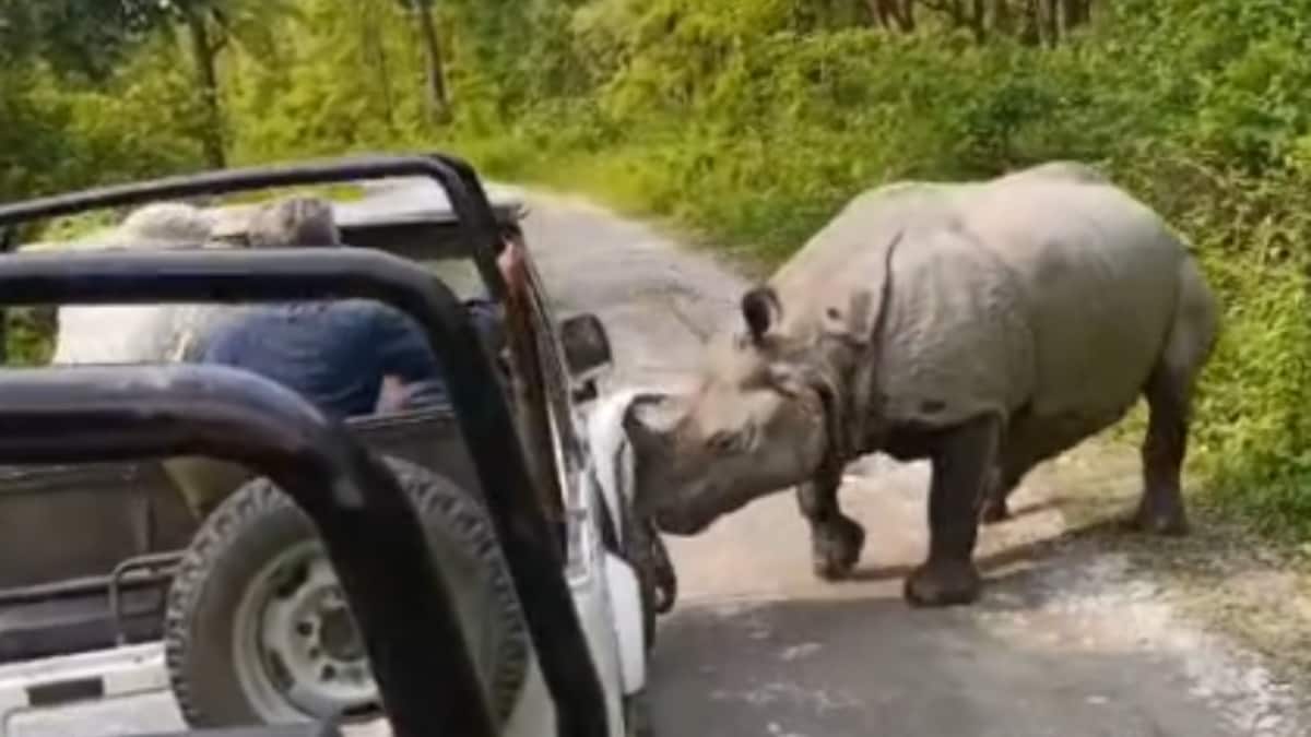 Rhino charges safari jeep at Manas National Park in Assam, video viral